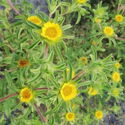 Asteriscus aquaticus — flower