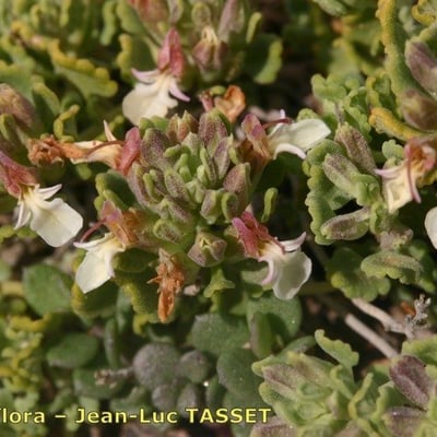 Teucrium buxifolium — flower