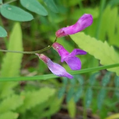 Lathyrus palustris — flower