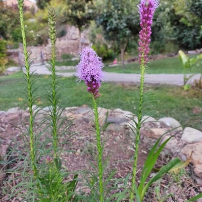 Liatris spicata — flower