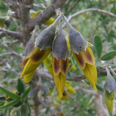 Anagyris foetida — flower