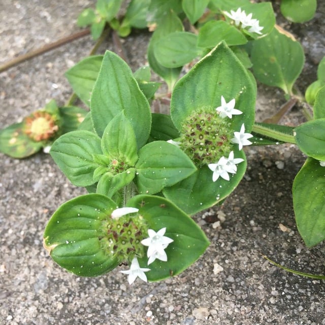 Richardia brasiliensis — flower