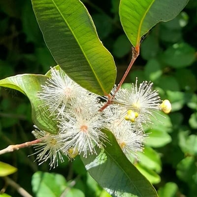 Blepharocalyx salicifolius — flower
