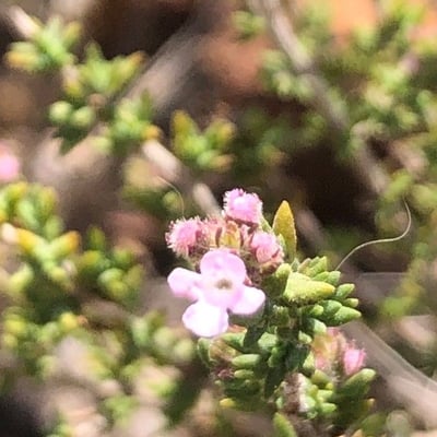 Thymus hyemalis — flower