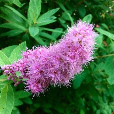 Spiraea douglasii — flower