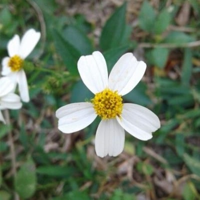 Bidens pilosa — flower