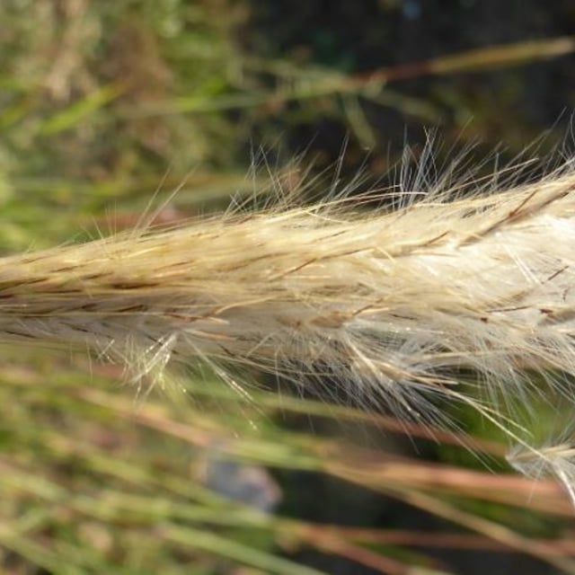 Bothriochloa barbinodis — flower
