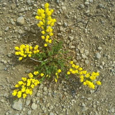 Cytisus decumbens — flower