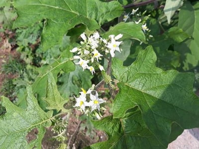 Pea eggplant