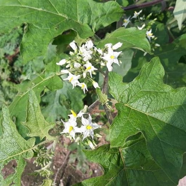 Solanum torvum — flower