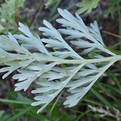 Artemisia absinthium — flower
