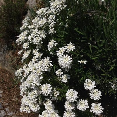 Iberis sempervirens — flower