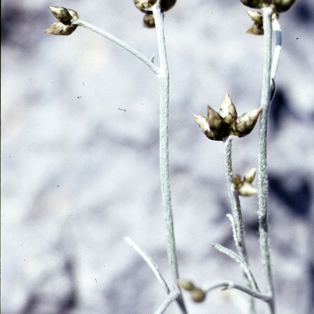 Phagnalon sordidum — flower