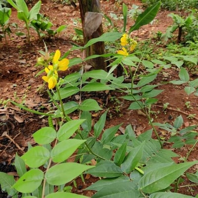 Senna occidentalis — flower