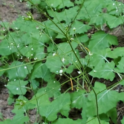 Adenocaulon bicolor — flower