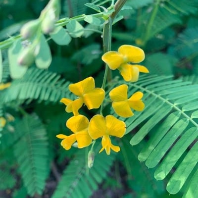 Sesbania sesban — flower
