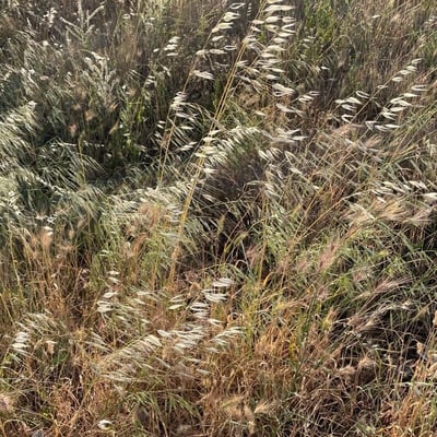 Avena fatua — flower