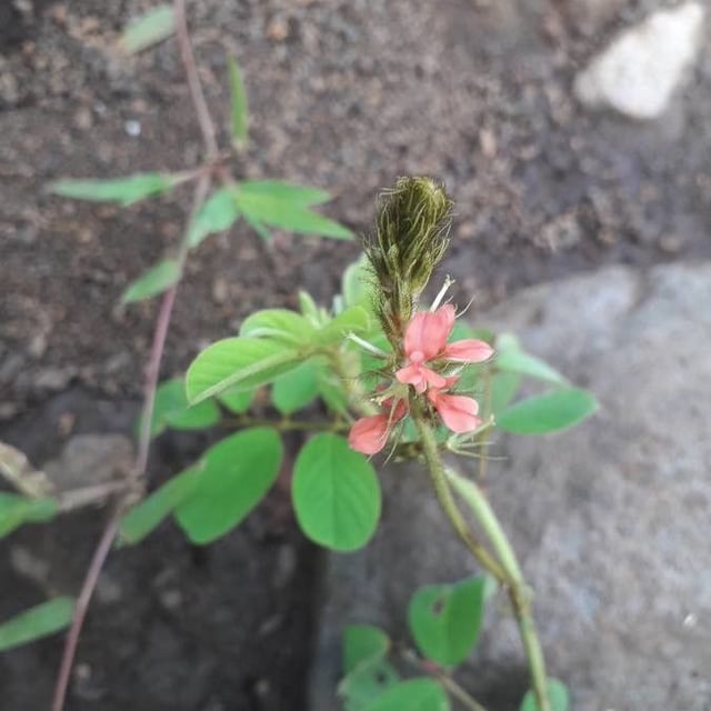 Indigofera hirsuta — flower