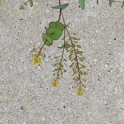 Lepidium perfoliatum — flower