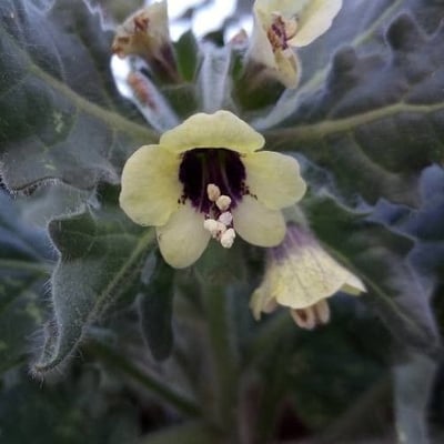 Hyoscyamus albus — flower