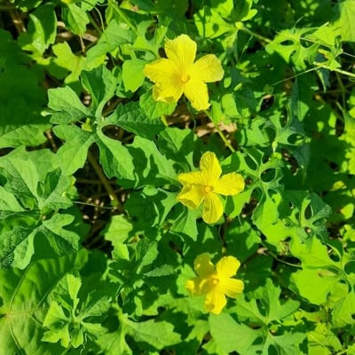 Momordica charantia — flower