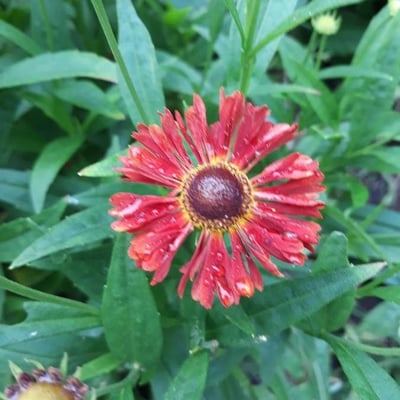 Helenium autumnale — flower