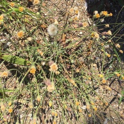 Bebbia juncea — flower