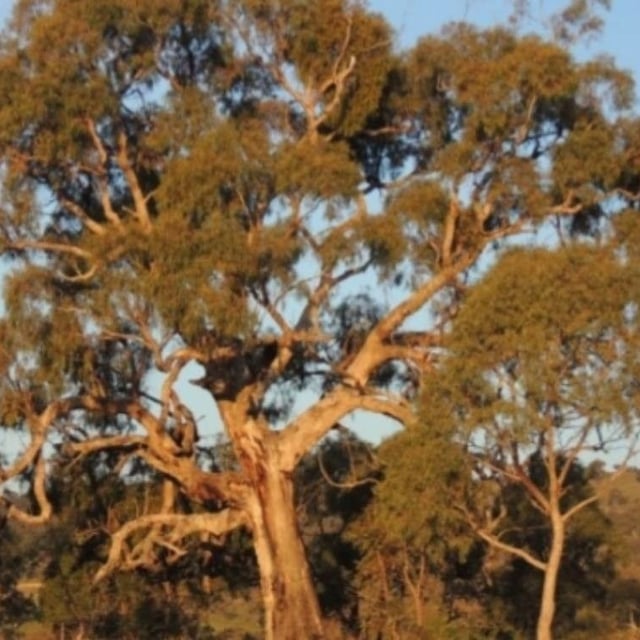 Eucalyptus bridgesiana — leaf