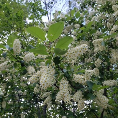 Prunus virginiana — flower