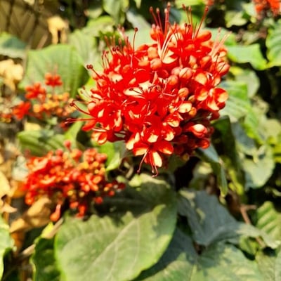 Clerodendrum splendens — flower
