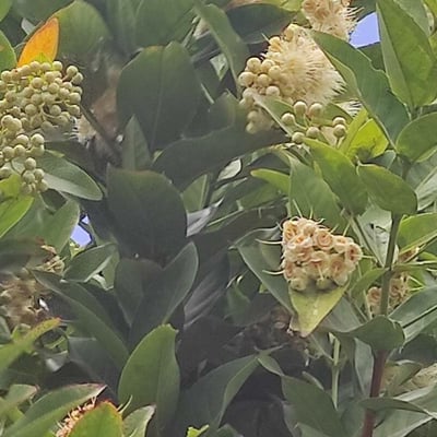 Syzygium samarangense — flower