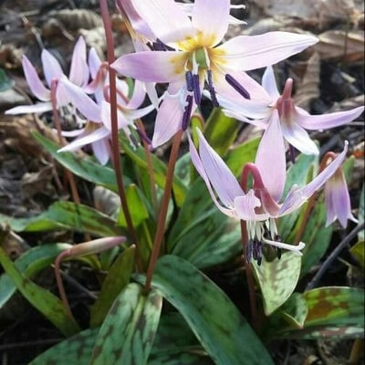 Erythronium dens-canis — flower