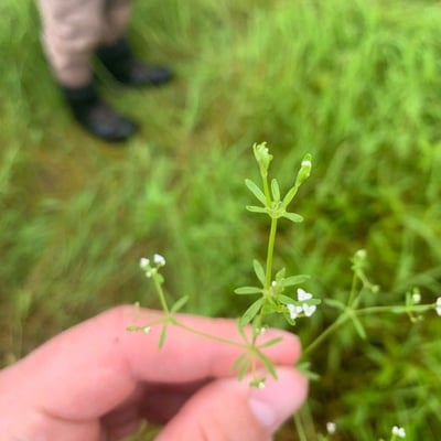 Galium tricornutum — flower