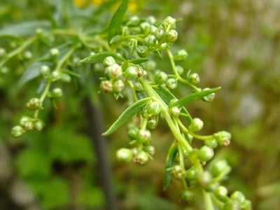 Russian tarragon
