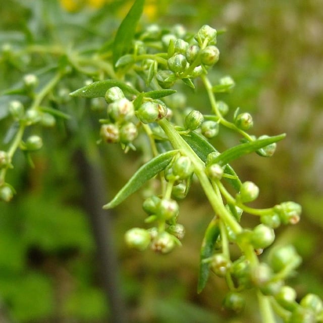 Russian tarragon