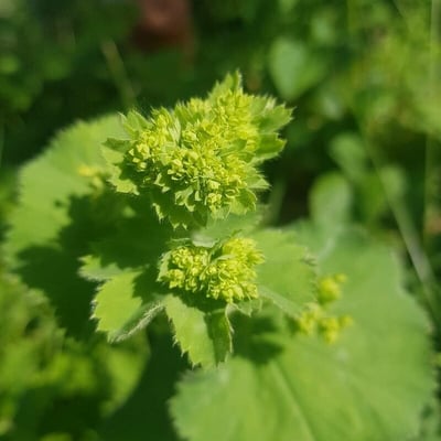 Alchemilla mollis — flower