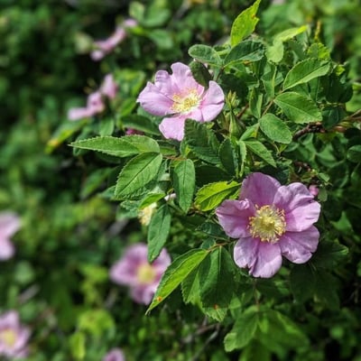 Rosa woodsii — flower