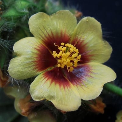 Sida urens — flower