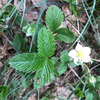 Fragaria viridis — flower