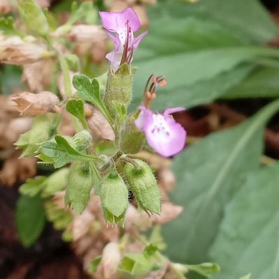 Teucrium botrys — flower
