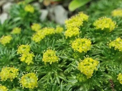Neem