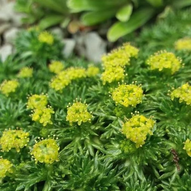Neem