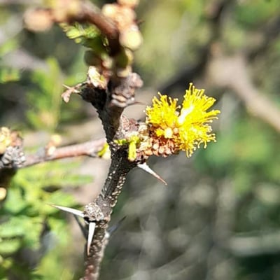 Vachellia caven — flower