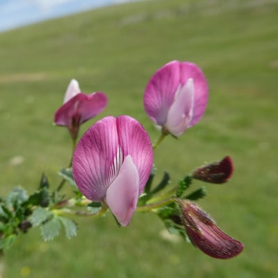 Ononis cristata — flower