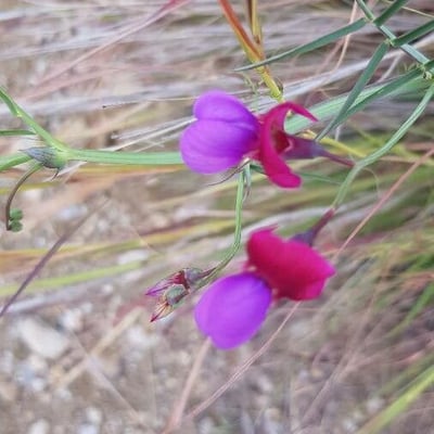 Lathyrus clymenum — flower