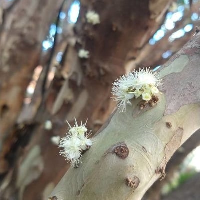 Plinia cauliflora — flower
