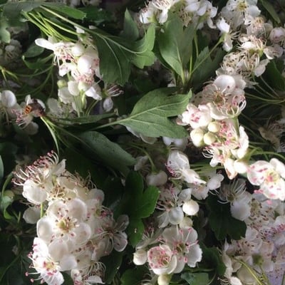 Crataegus laevigata — flower
