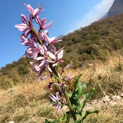 Dictamnus albus — flower
