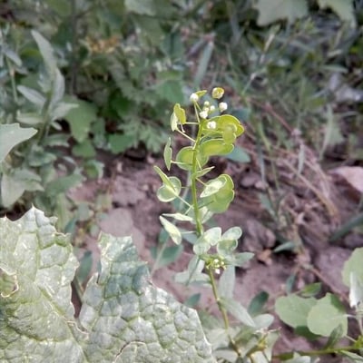 Thlaspi arvense — flower