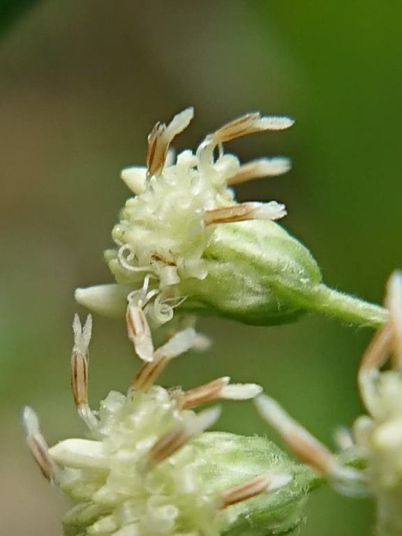 Baccharis anomala